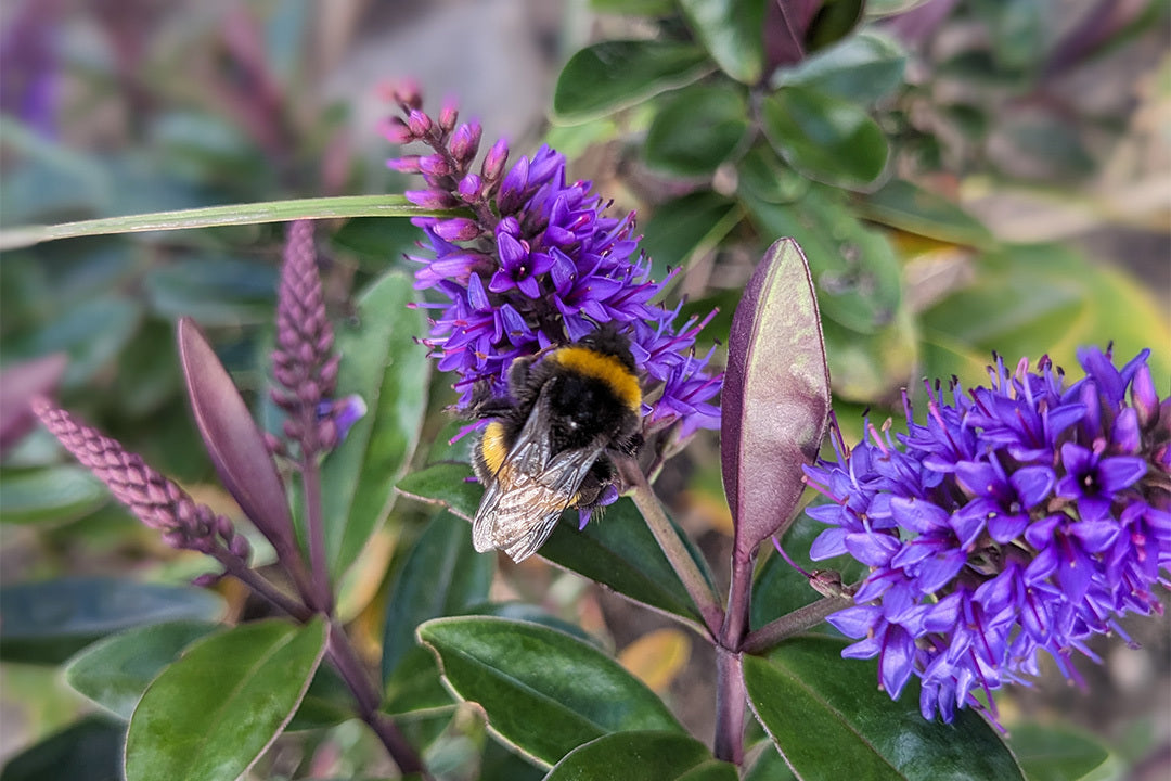 How to Grow Hebe | Gardeners Dream