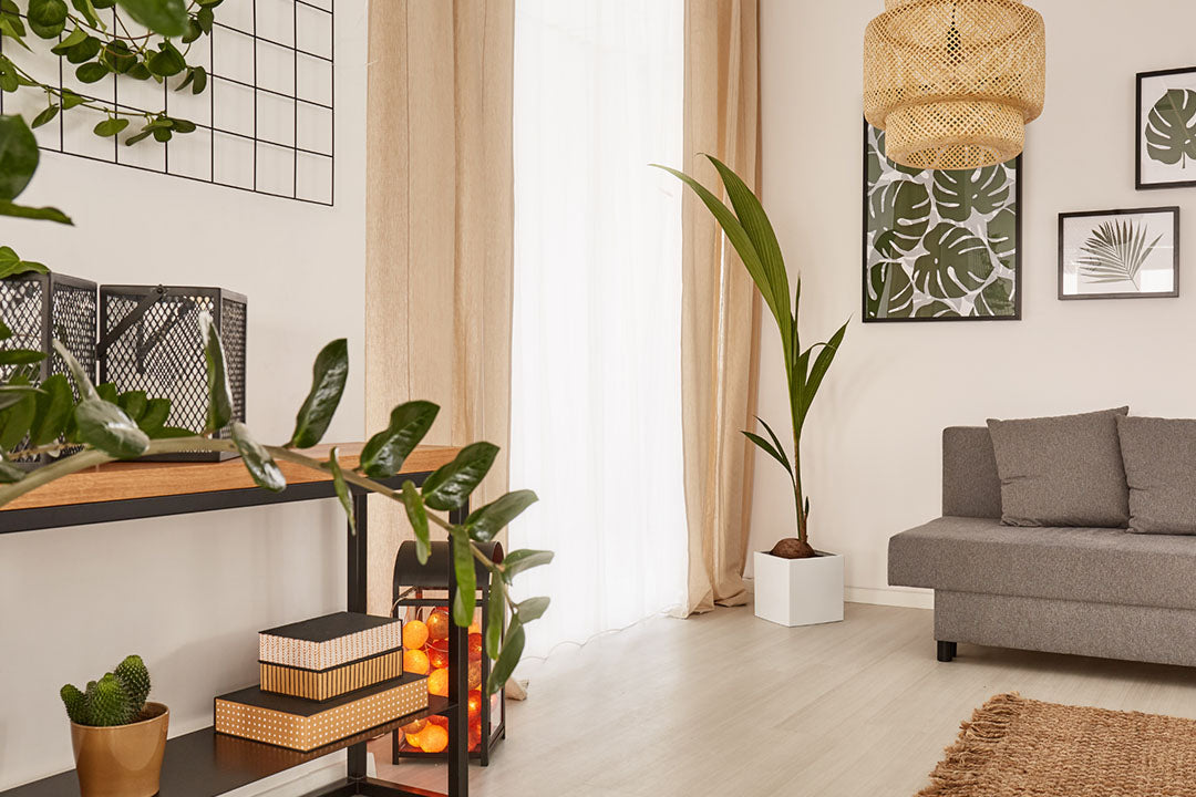 6 Indoor Plants That Like Direct Sunlight | Gardeners Dream
