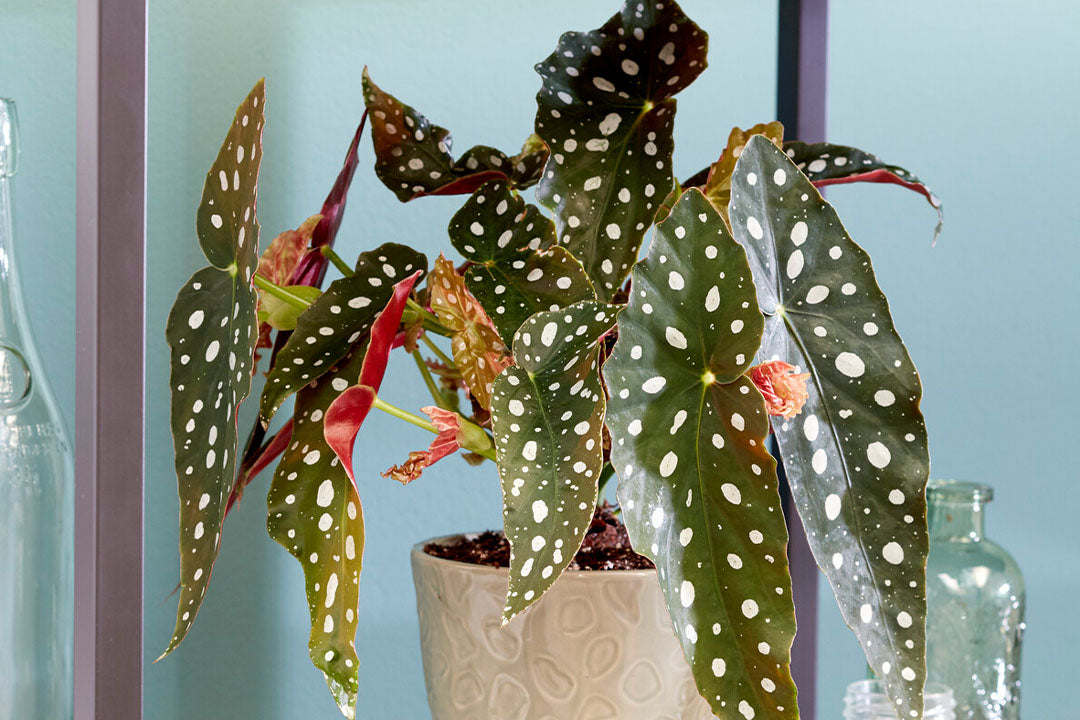 Which House Plants Are Safe For Cats | Gardeners Dream