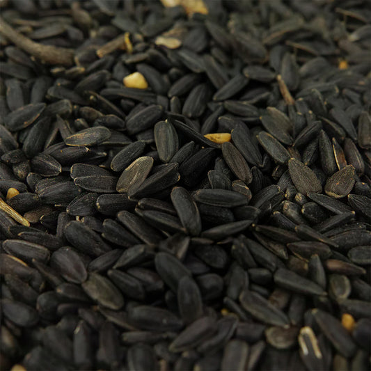Gardeners Dream Black Oil Sunflower Seeds