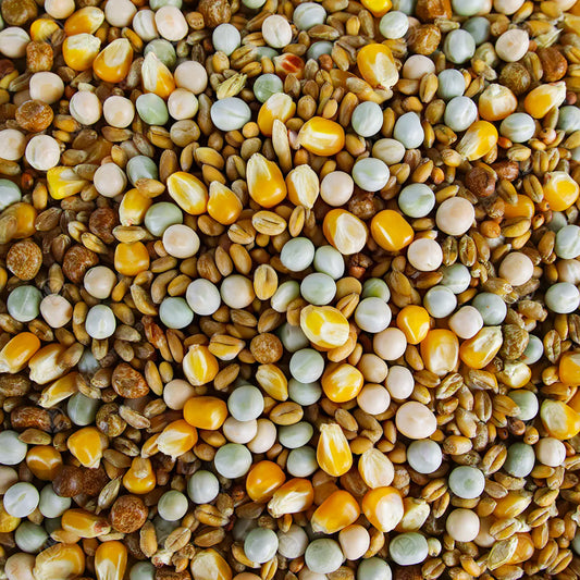 Gardeners Dream Four Seasons Pigeon Corn