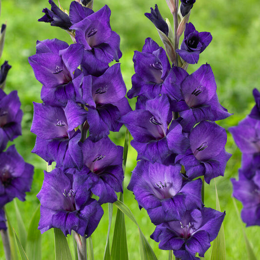 Gladioli 'Purple Flora'