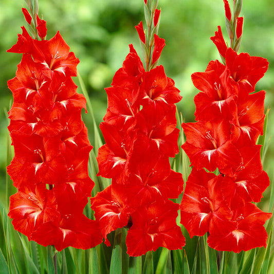 Gladioli 'Traderhorn'