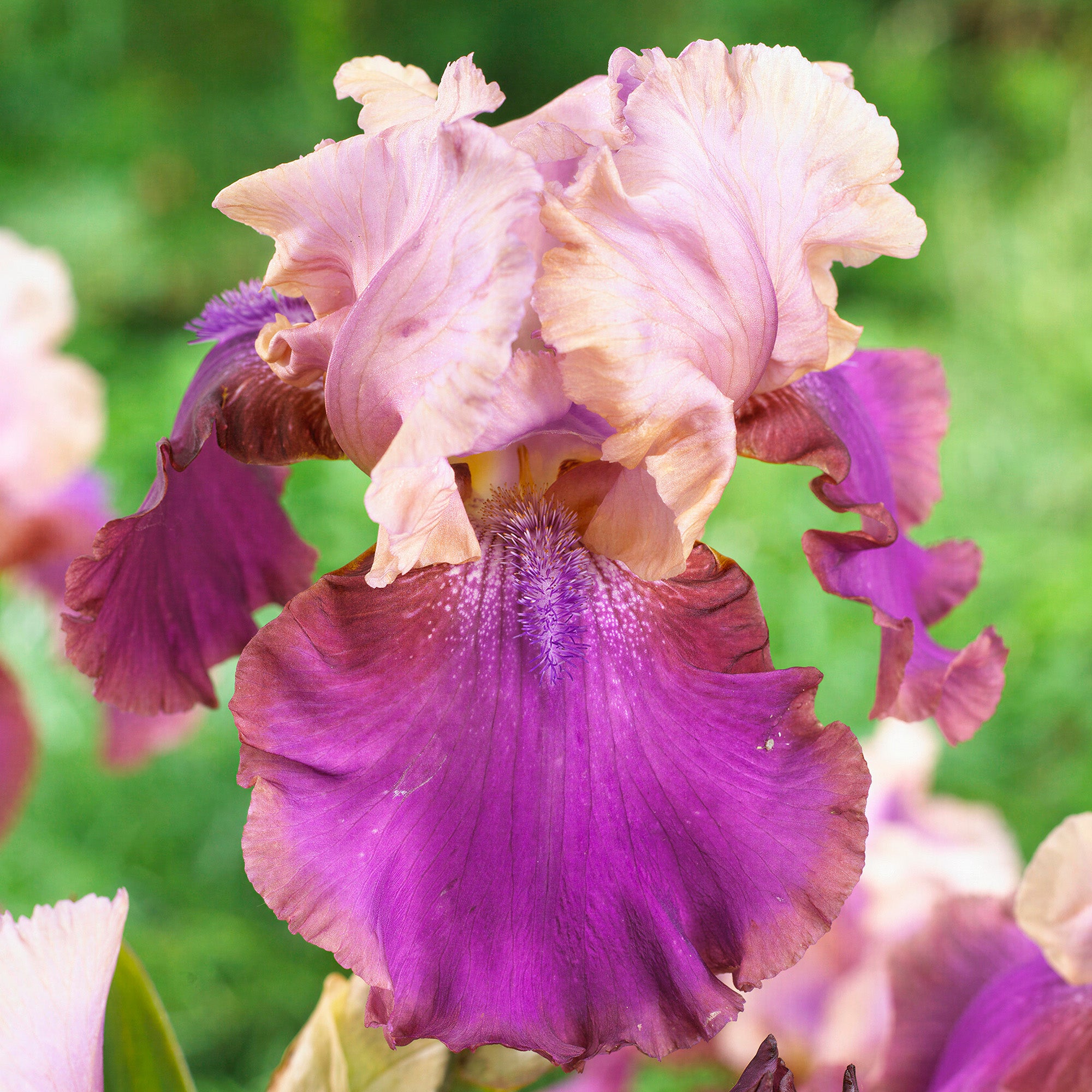 Iris Burgemeister Bearded Iris Gardeners Dream iris-burgemeister-bearded-iris-gardeners-dream