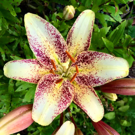 Lilium 'Easy Spot'