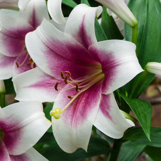 Lilium 'Skyscraper Friso'