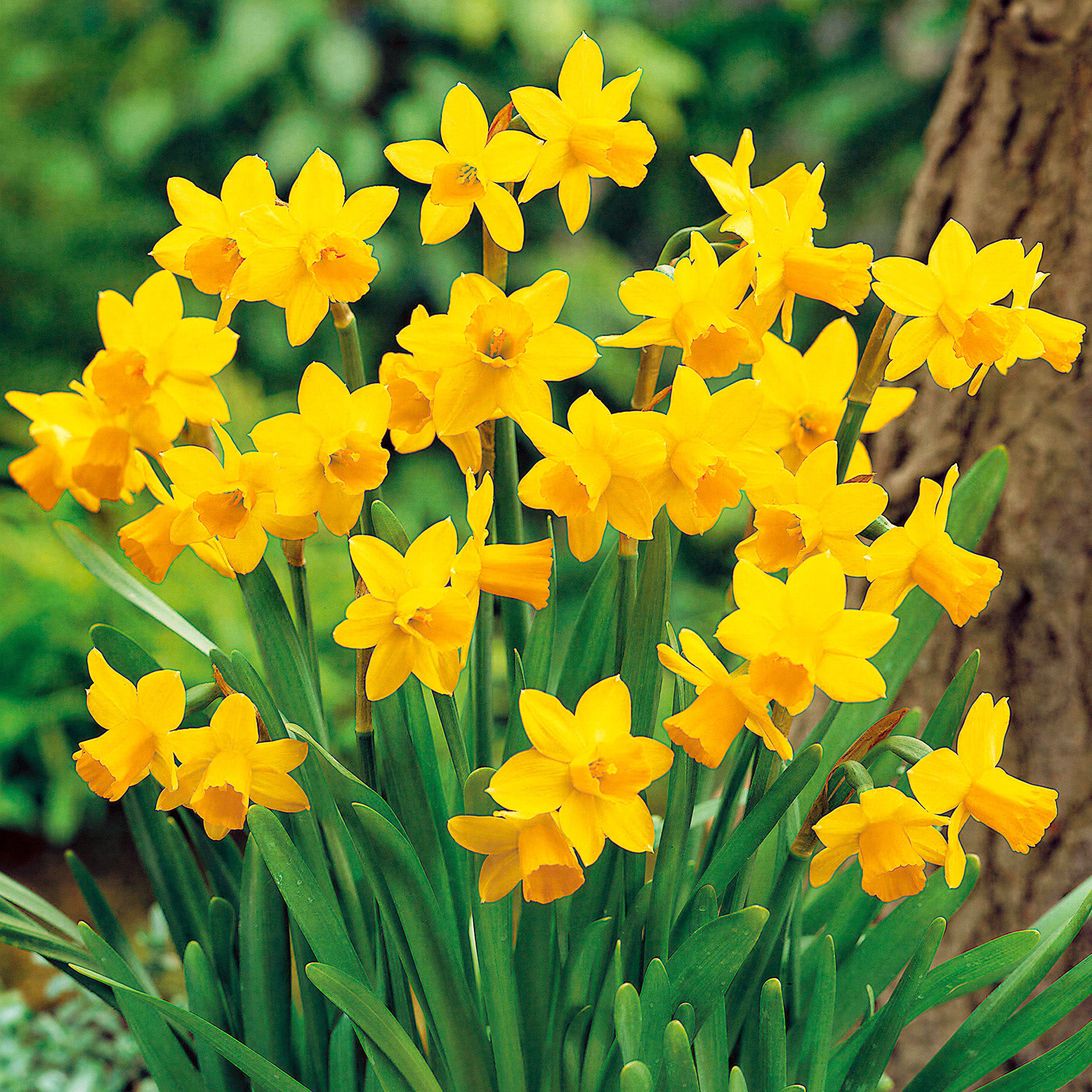 Narcissus Tete A Tete Daffodil Gardeners Dream Narcissus Tete A Tete Daffodil Gardeners Dream