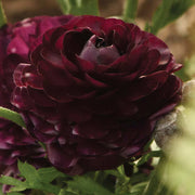 Ranunculus 'Purple Heart'