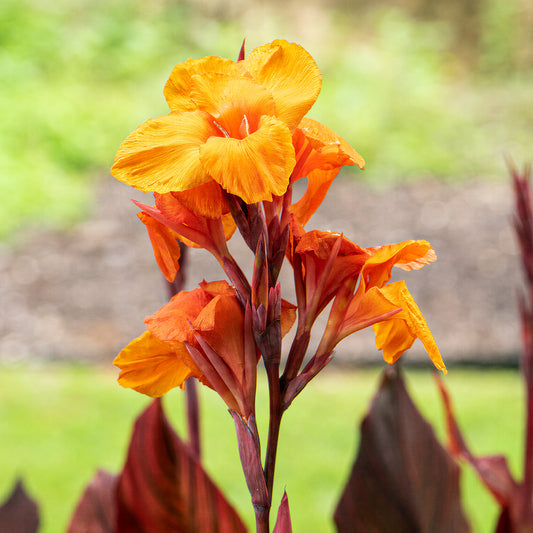 Canna 'Tropicanna'