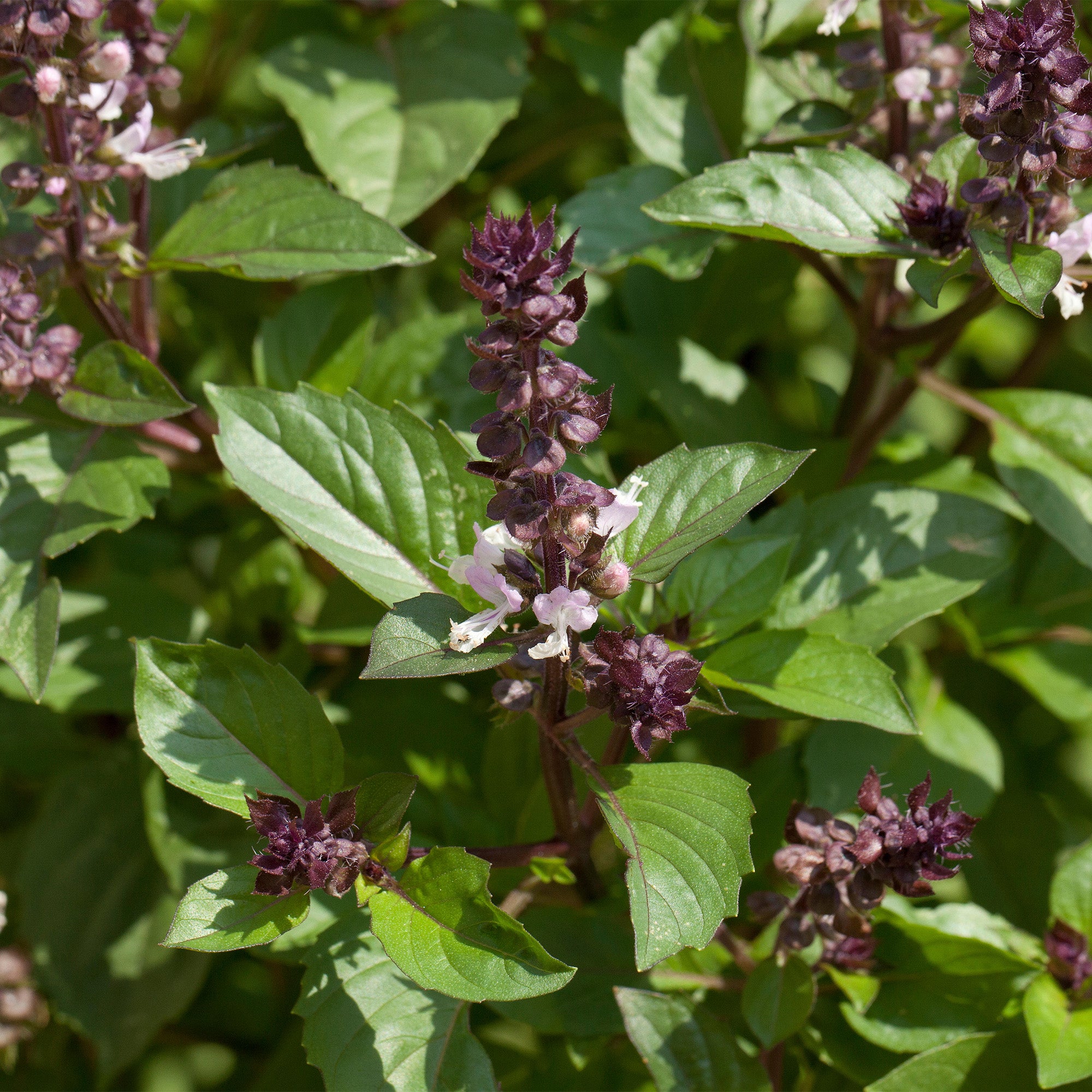 cinnamon herb plant Bail Cinnamon Herb Plants