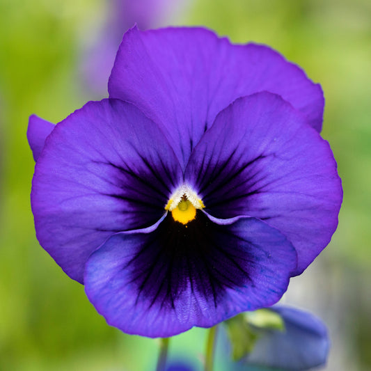 Jumbo Blue Blotch Winter Pansy