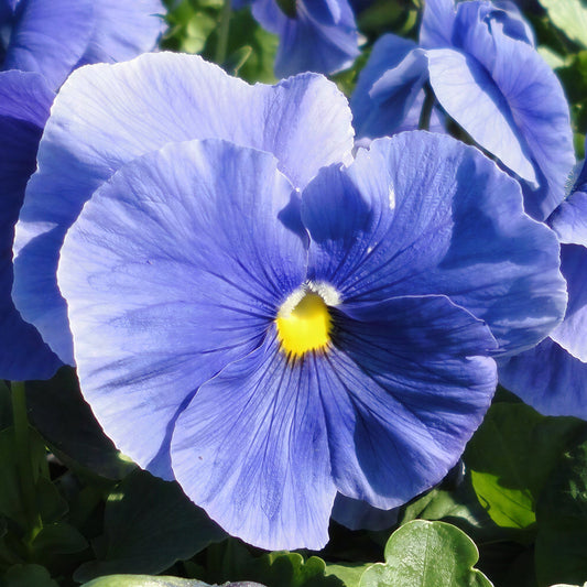 Jumbo Pure Light Blue Winter Pansy