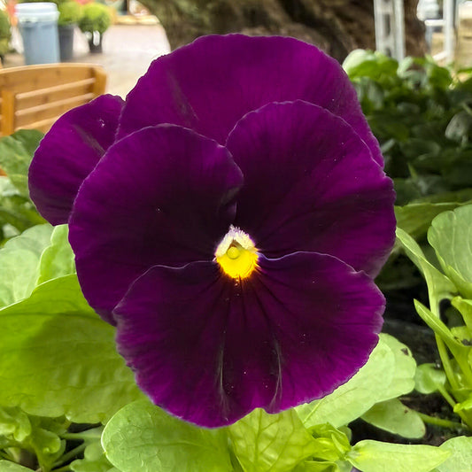 Jumbo Pure Violet Winter Pansy