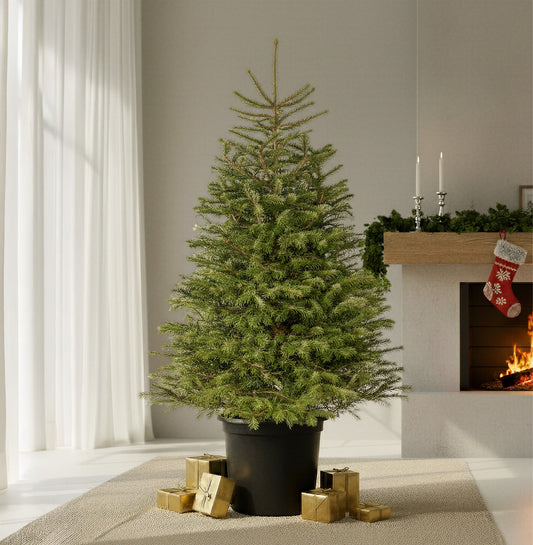 Nordmann Fir Pot Grown Christmas Tree