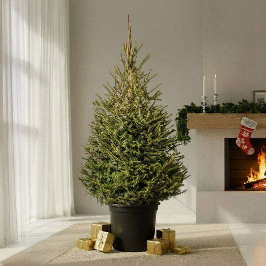 Norway Spruce Pot Grown Christmas Tree