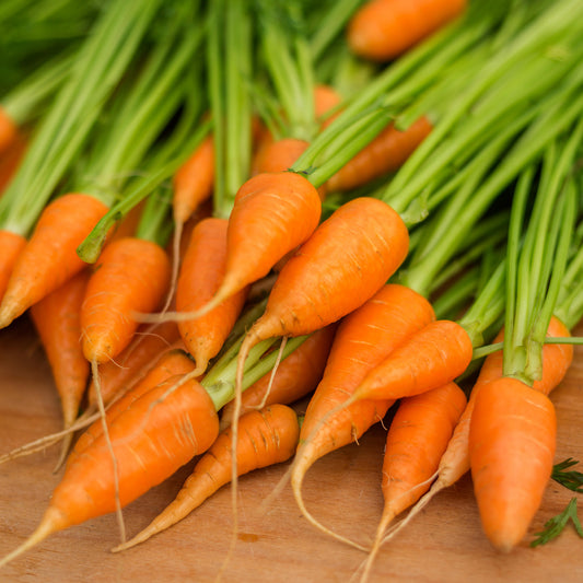 Carrot 'Chantenay Red Cored 3'