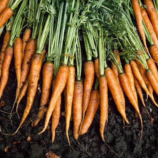 Carrot 'James Scarlet Intermediate'