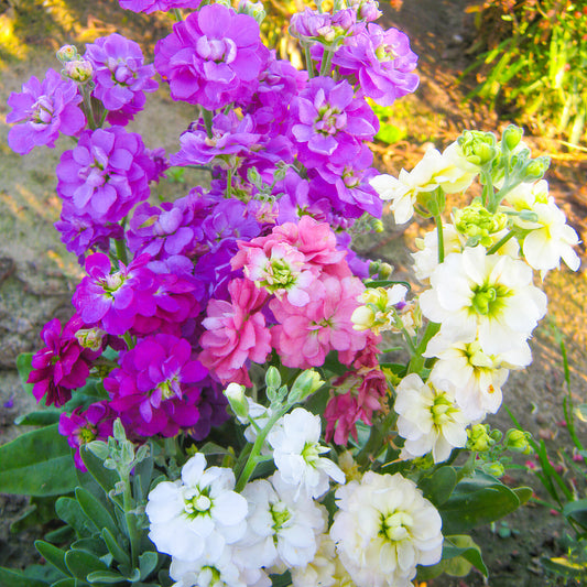 Stock 'Ten Week Dwarf Mix'