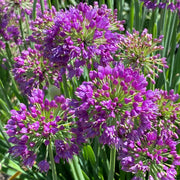 Allium 'Lavender Bubbles'