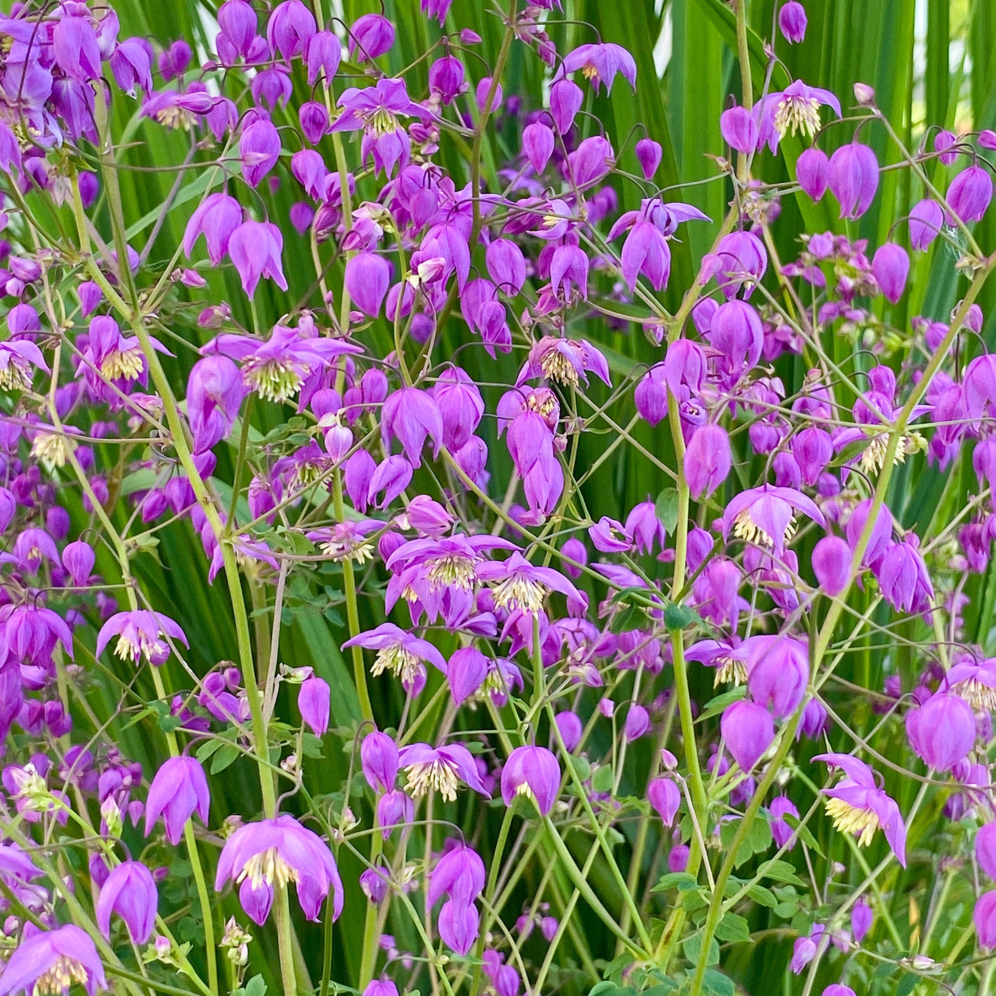 Thalictrum Decorum Chinese Meadow Rue Gardeners Dream thalictrum-decorum-chinese-meadow-rue-gardeners-dream