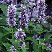 Agastache 'Blue Fortune'