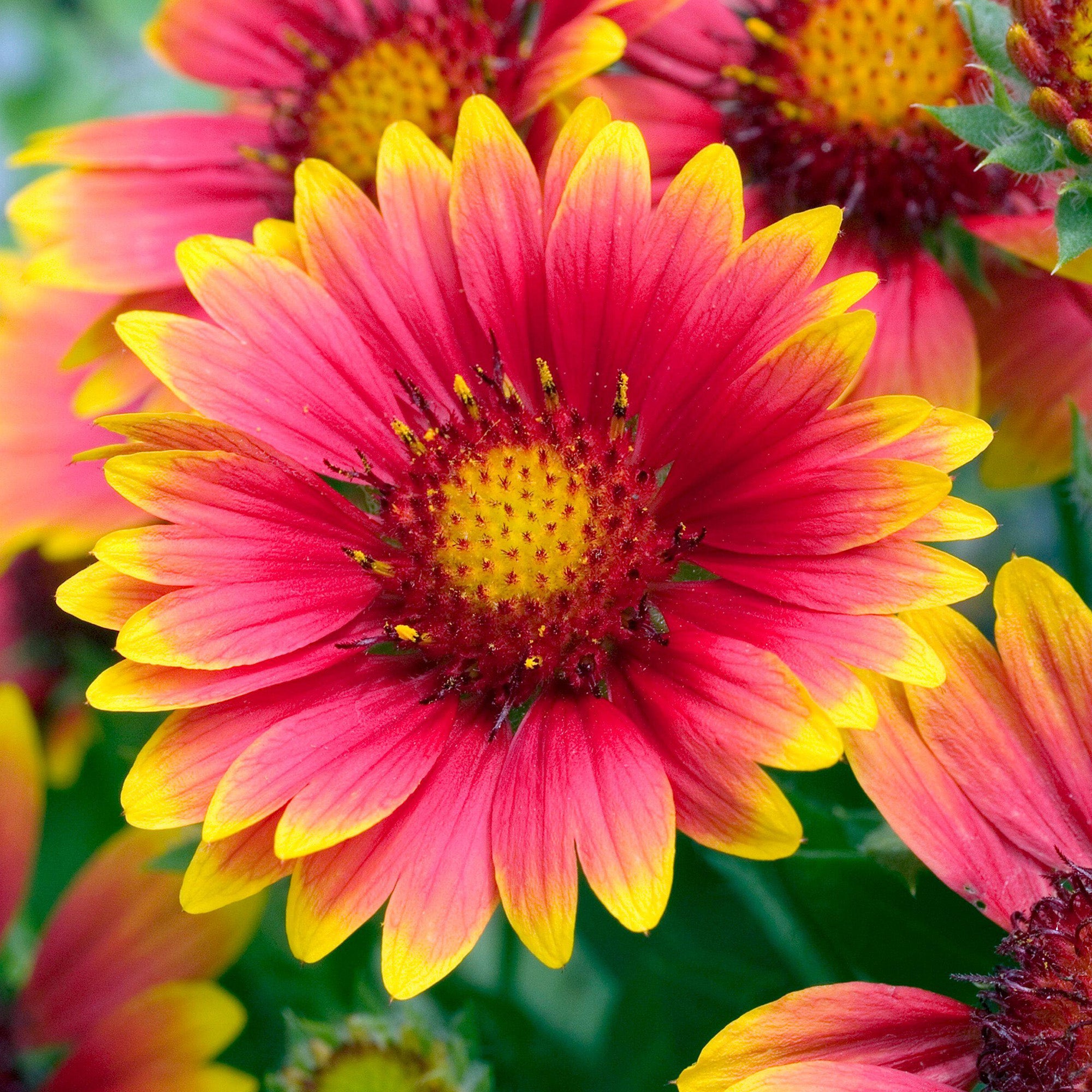 Gaillardia Arizona Sun Gaillardia Grandiflora Gardeners Dream gaillardia-arizona-sun-gaillardia-grandiflora-gardeners-dream
