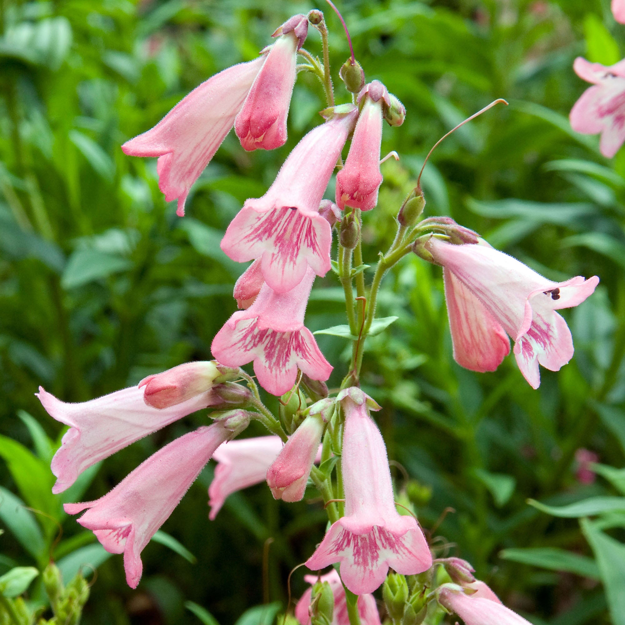 Penstemon Apple Blossom Outdoor Plants Gardeners Dream Penstemon Apple Blossom Outdoor Plants Gardeners Dream