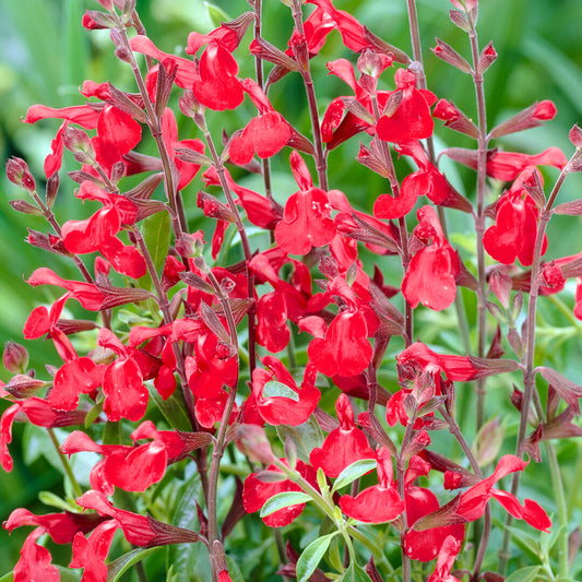 Salvia 'Royal Bumble'