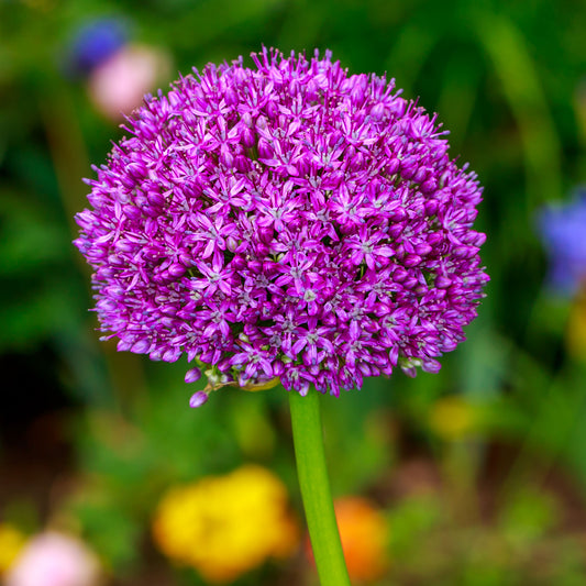 Allium 'Ambassador'