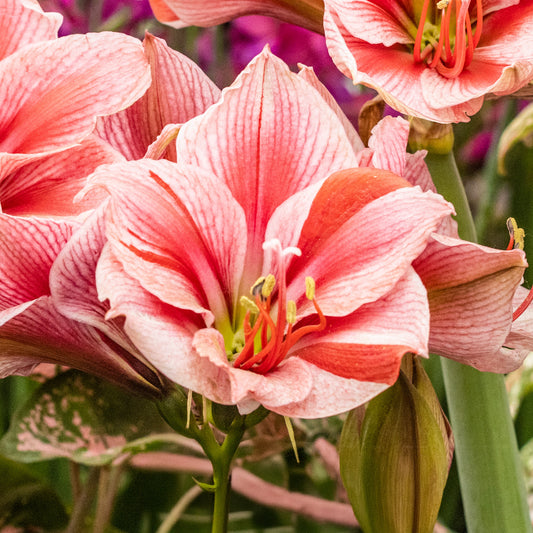 Amaryllis 'Gervase'