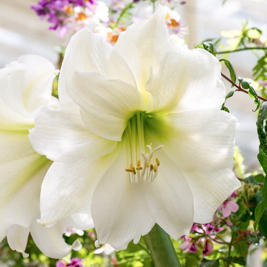Amaryllis 'Mont Blanc'