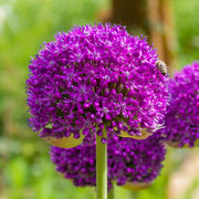 Allium 'Purple Sensation'