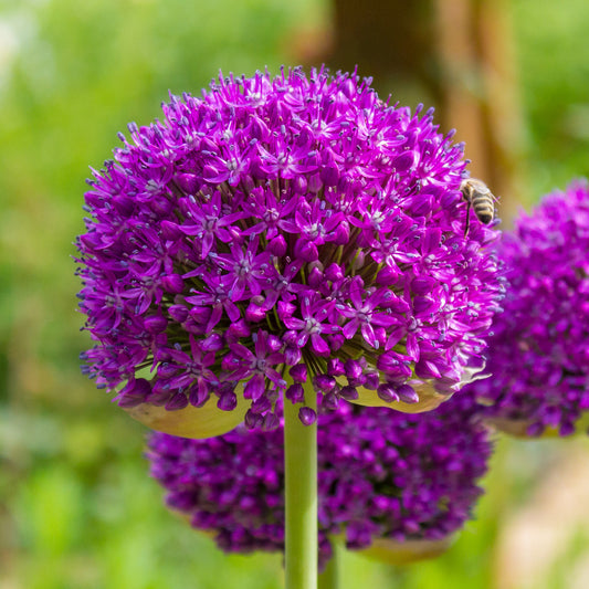 Allium 'Purple Sensation'