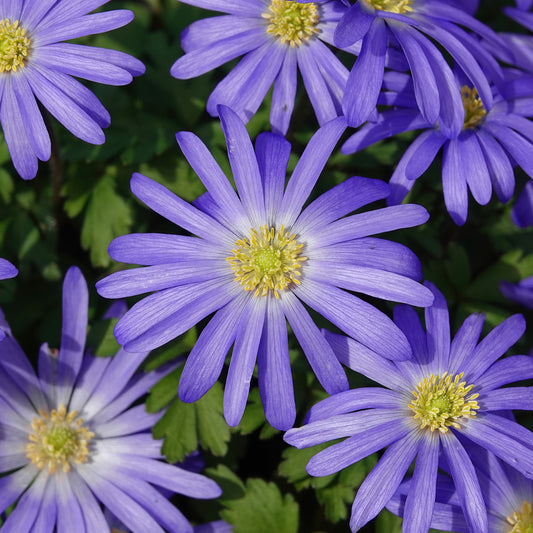 Anemone blanda Blue