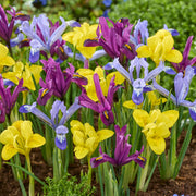 Iris reticulata Garden Mix