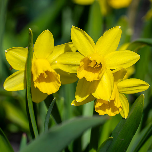 Narcissus 'Golden Trumpet'