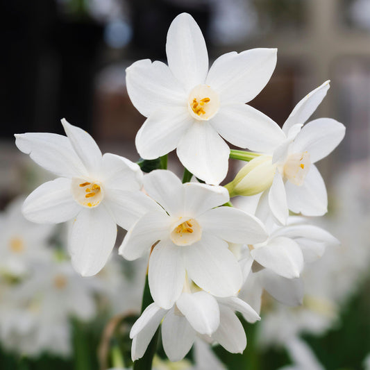 Narcissus tazetta 'Paperwhite'