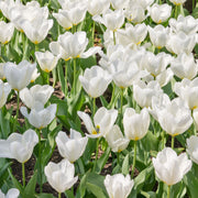 Tulip 'Purissima'