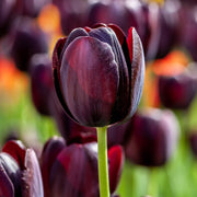 Tulip 'Queen of Night'