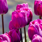 Tulip 'Negrita'