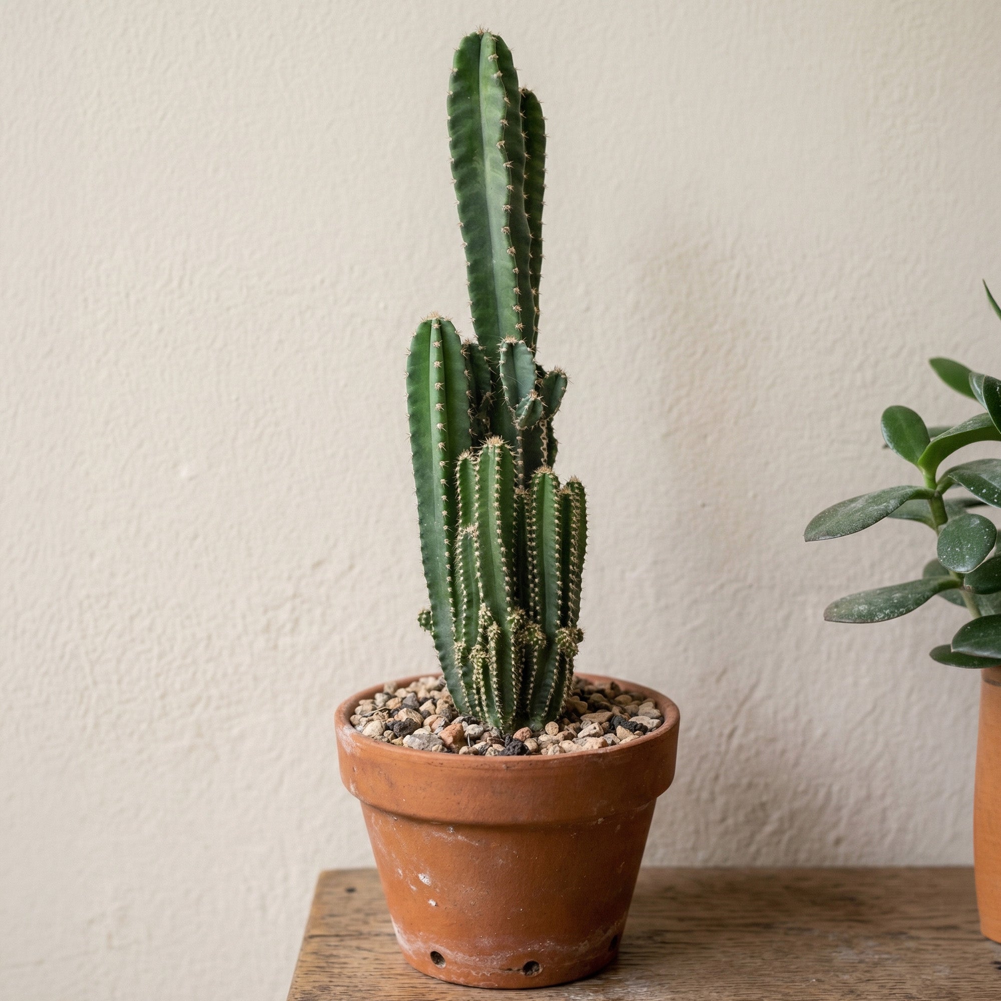 types of peruvian cactus Cereus peruvianus Florida