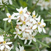 Choisya 'White Dazzler'