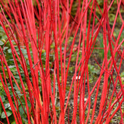 Cornus 'Sibirica'
