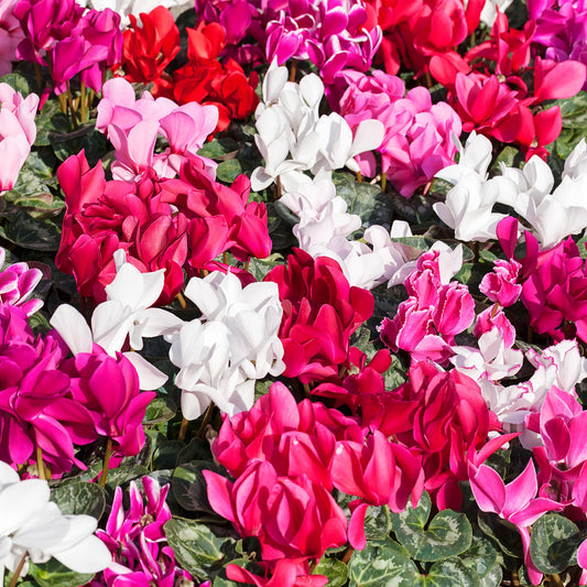 Cyclamen Carry Pack Mix