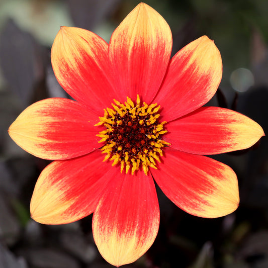 Dahlia Happy Days Orange-Red Bicolour Bedding Plants