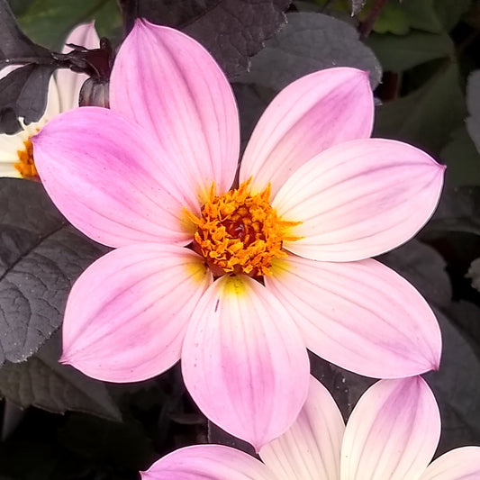 Dahlia Happy Days Pink Bedding Plants
