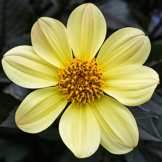 Dahlia Happy Days Yellow Bedding Plants