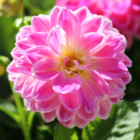 Dahlietta Louise Bedding Plants