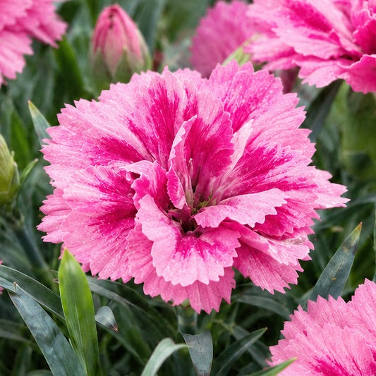 Dianthus 'Oscar Pink and Purple' Basket Plants