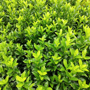 Euonymus 'Green Spire'
